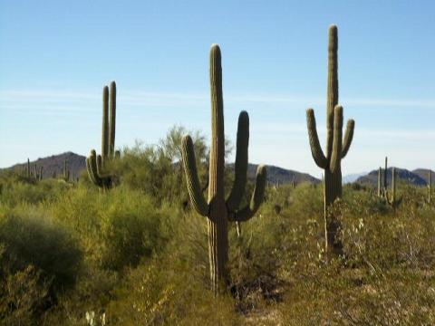 a-cactus2.jpg