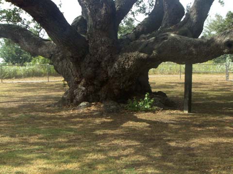 big-tree-trunk.JPG