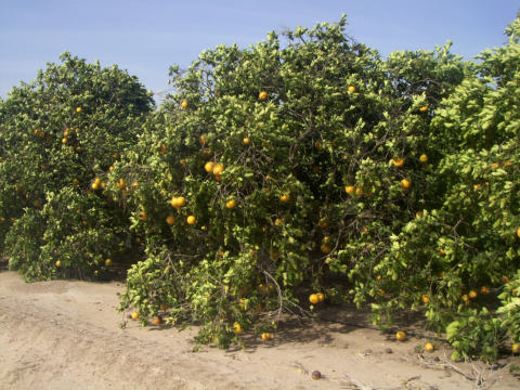 a-grapefruit.jpg