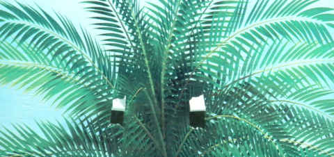 palms2.jpg