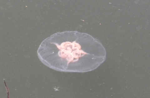 1a-jellyfish.jpg